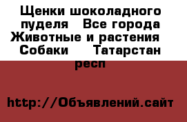 Щенки шоколадного пуделя - Все города Животные и растения » Собаки   . Татарстан респ.